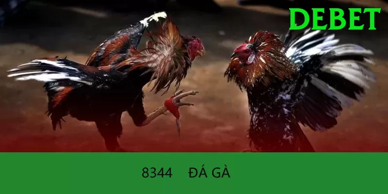 Đá Gà Trực Tiếp - Ưu đãi đặc biệt - Arena