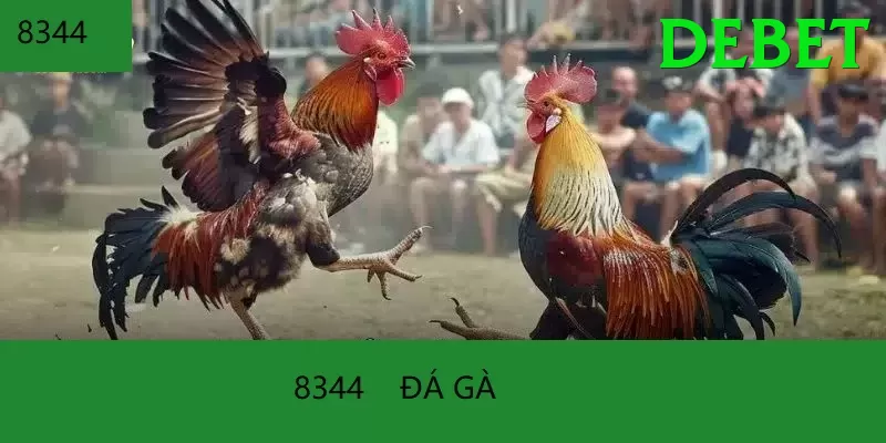 Đá Gà Trực Tiếp - debet - Chơi miễn phí